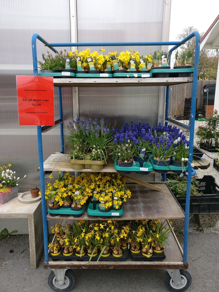 59951639_2602370209833765_5878338832557932544_n