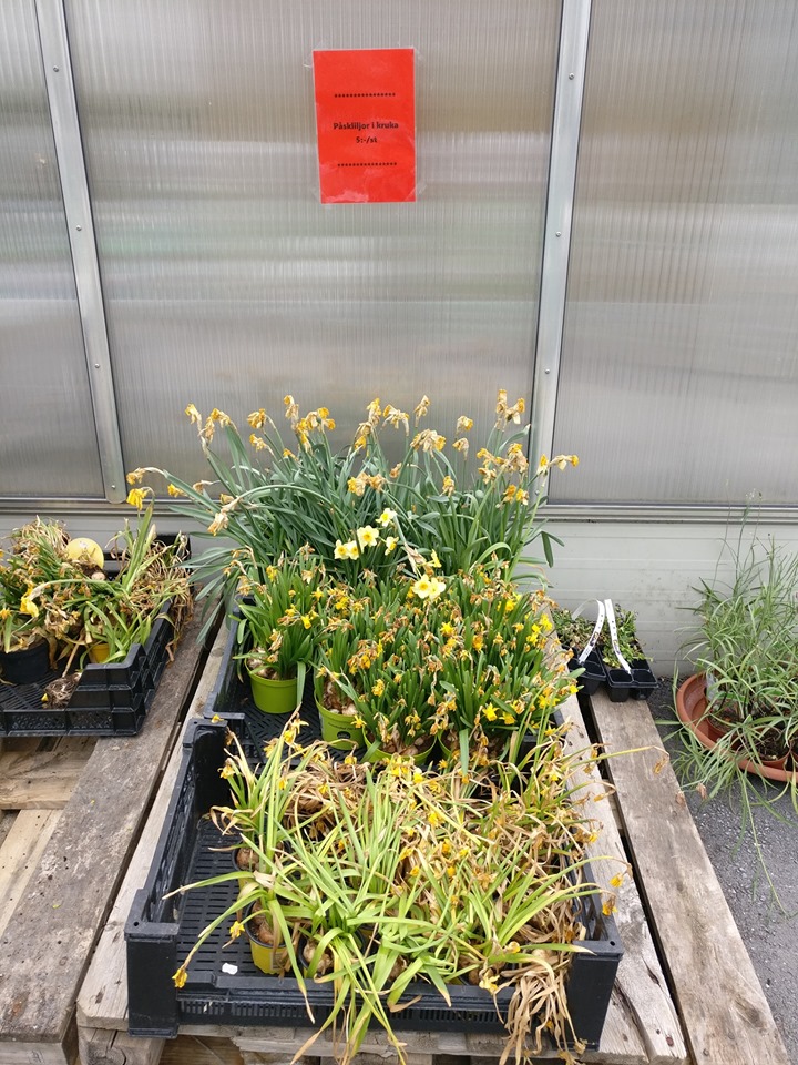 60006255_2602370343167085_4919022414861434880_n