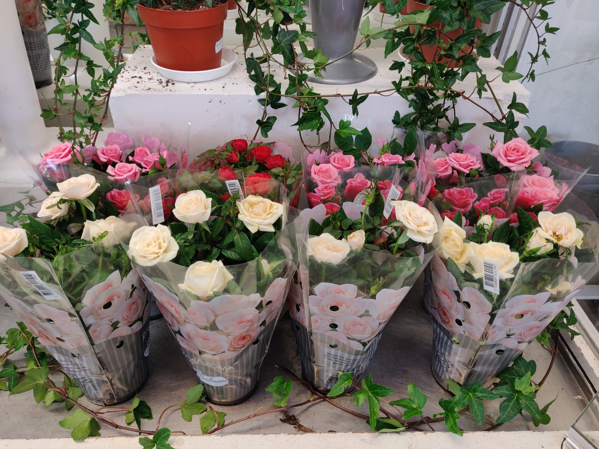 60880205_2652695304801255_4694558271397167104_o