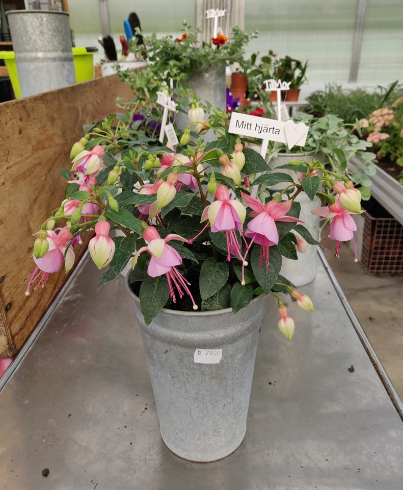 61030215_2652695438134575_4387966974479564800_n