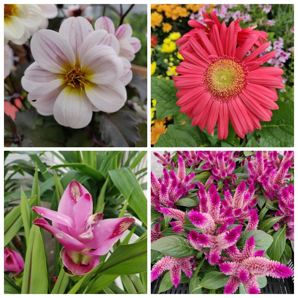 65765142_2759082574162527_6028330979003727872_n