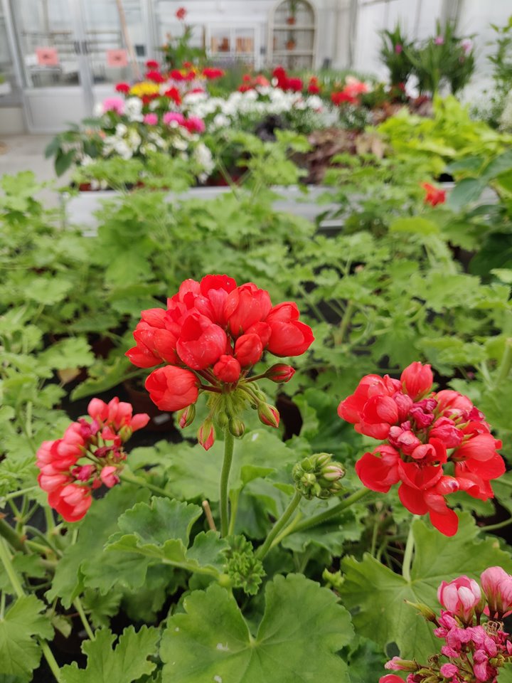 65928041_2759083174162467_4928591524687511552_n