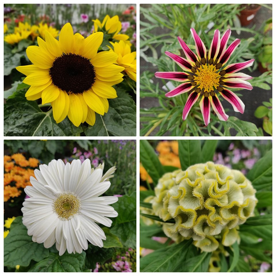 66094407_2759082937495824_3695294689298087936_n