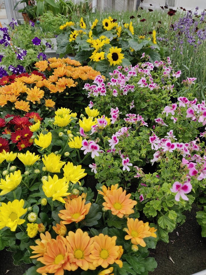 66274559_2759083494162435_9032681093844697088_n