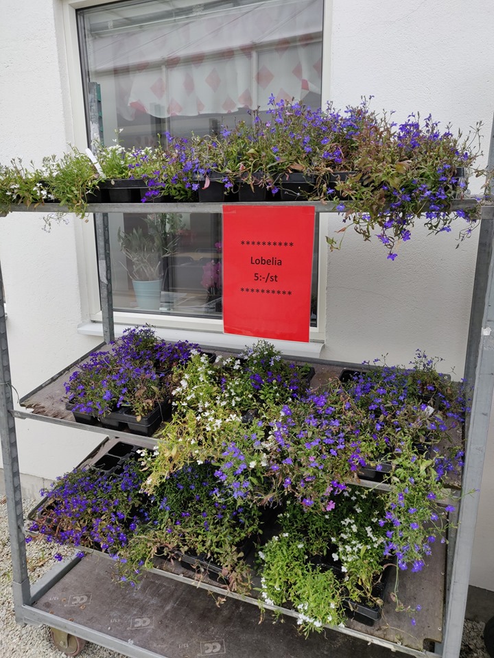 67089367_2784247194979398_2460038098986205184_n